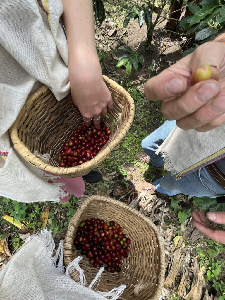 HomeWork's coffee partners hand-picking cherrys.