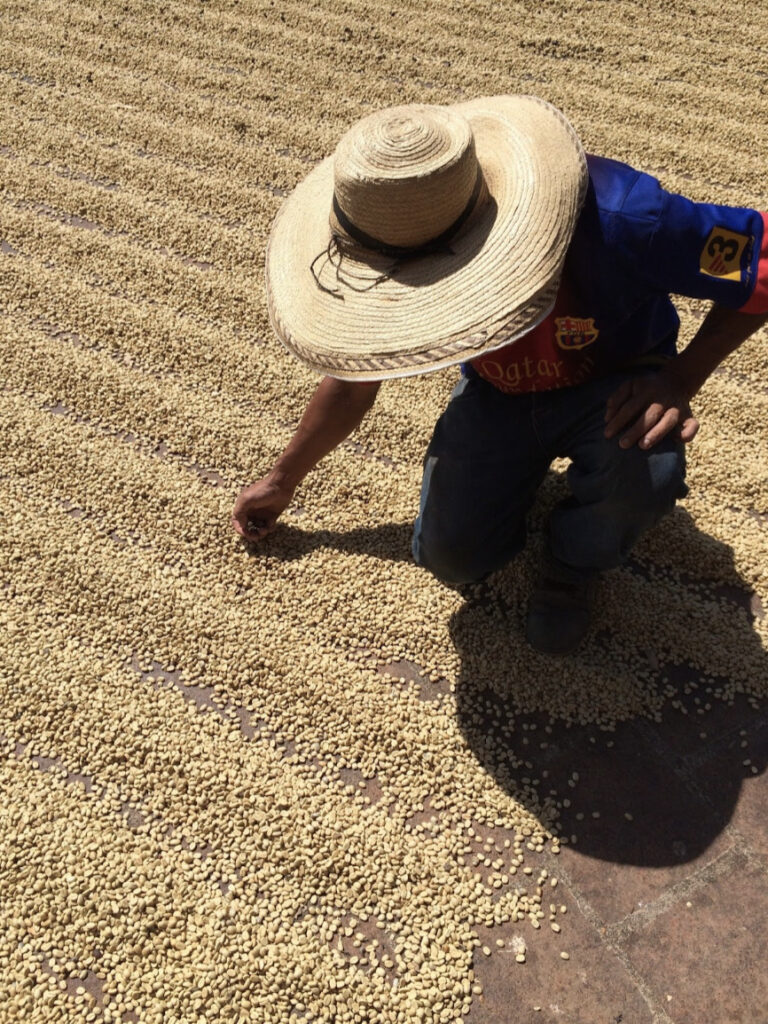 Coffee bean farming in Colombia